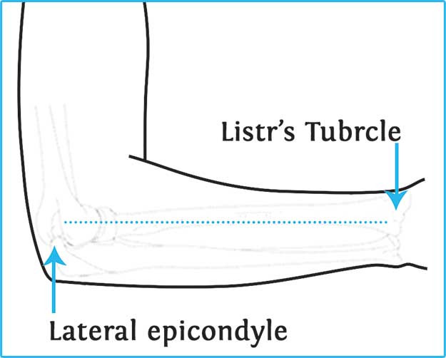 دور کننده شانه 30-45 درجه Cured